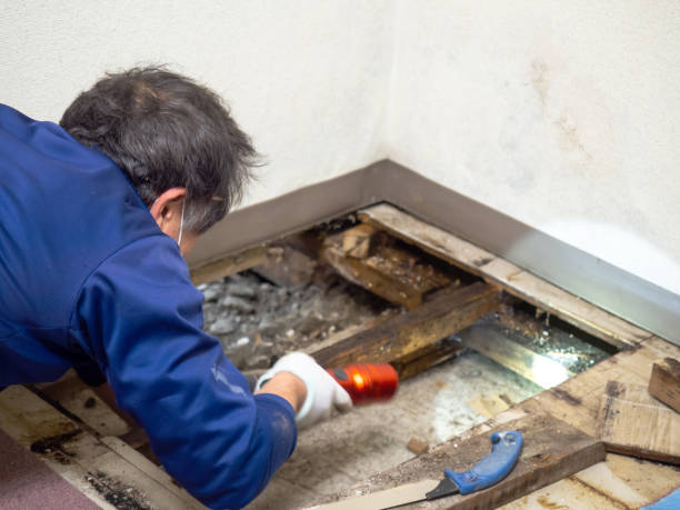 Best Post-Remediation Services in Walford, IA